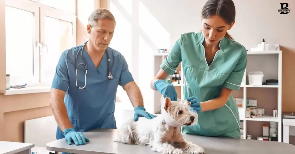 What is a veterinary assistant's work environment?