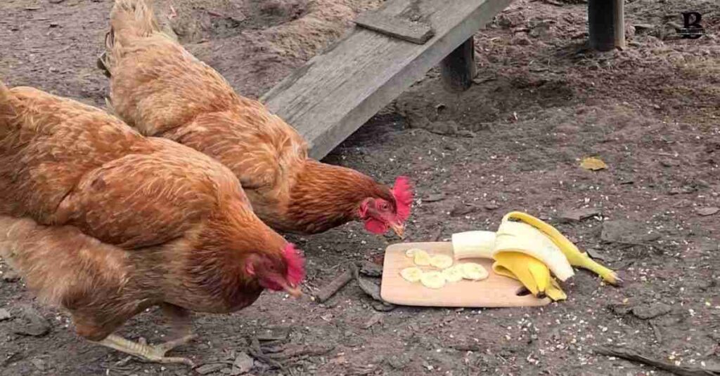 Banana Peels into the Chicken Diet (1)