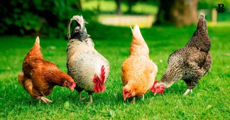 Can Chickens Eat Banana Peels? A Sustainable Approach to Feeding Your Backyard Flock
