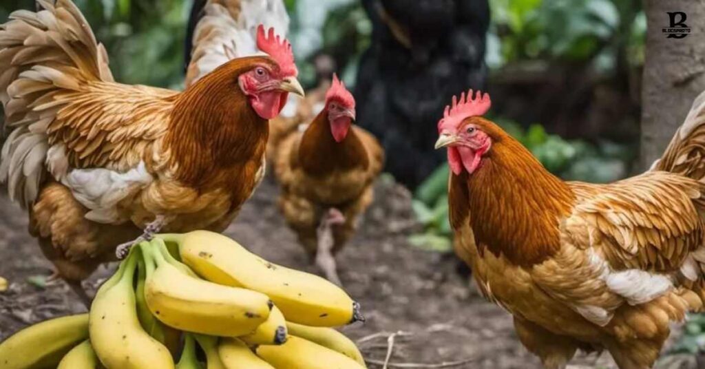 Preparing Banana Peels for Chicken Consumption